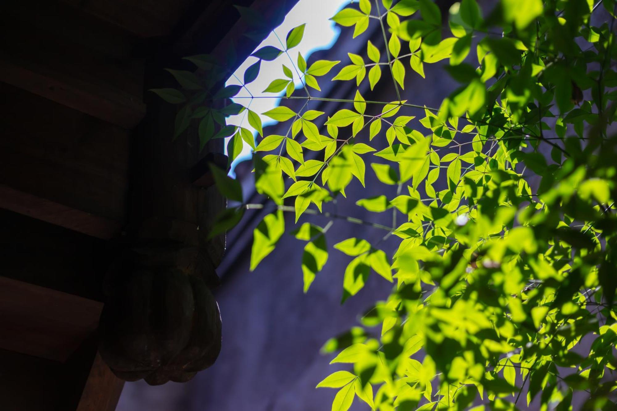 Butterfly Flowers Inn Trương Gia Giới Ngoại thất bức ảnh